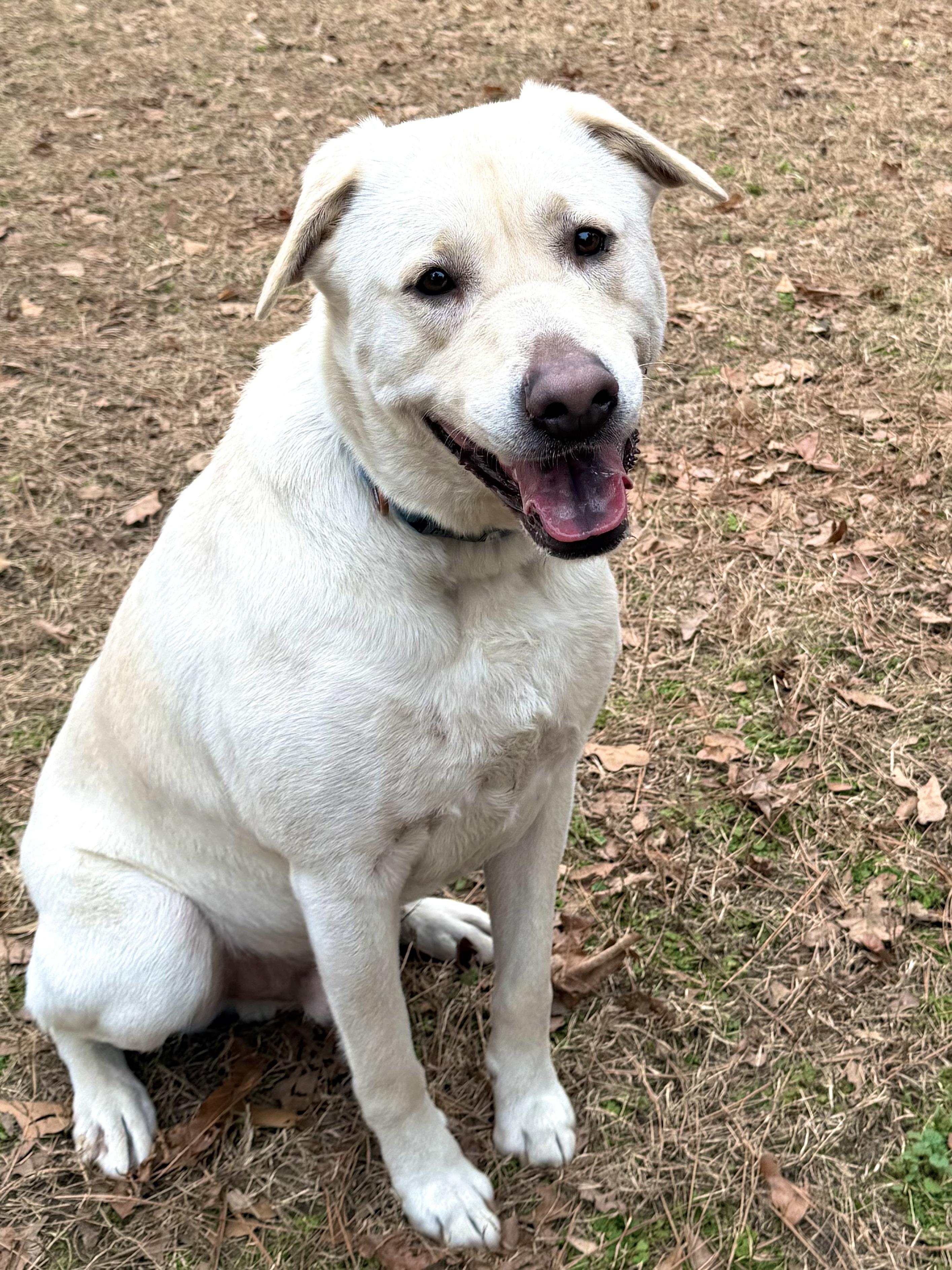 Enlarge Koda - AVAILABLE TO FOSTER OR ADOPT, a Adoptable mixed breed in Clayton, NC image 6/6