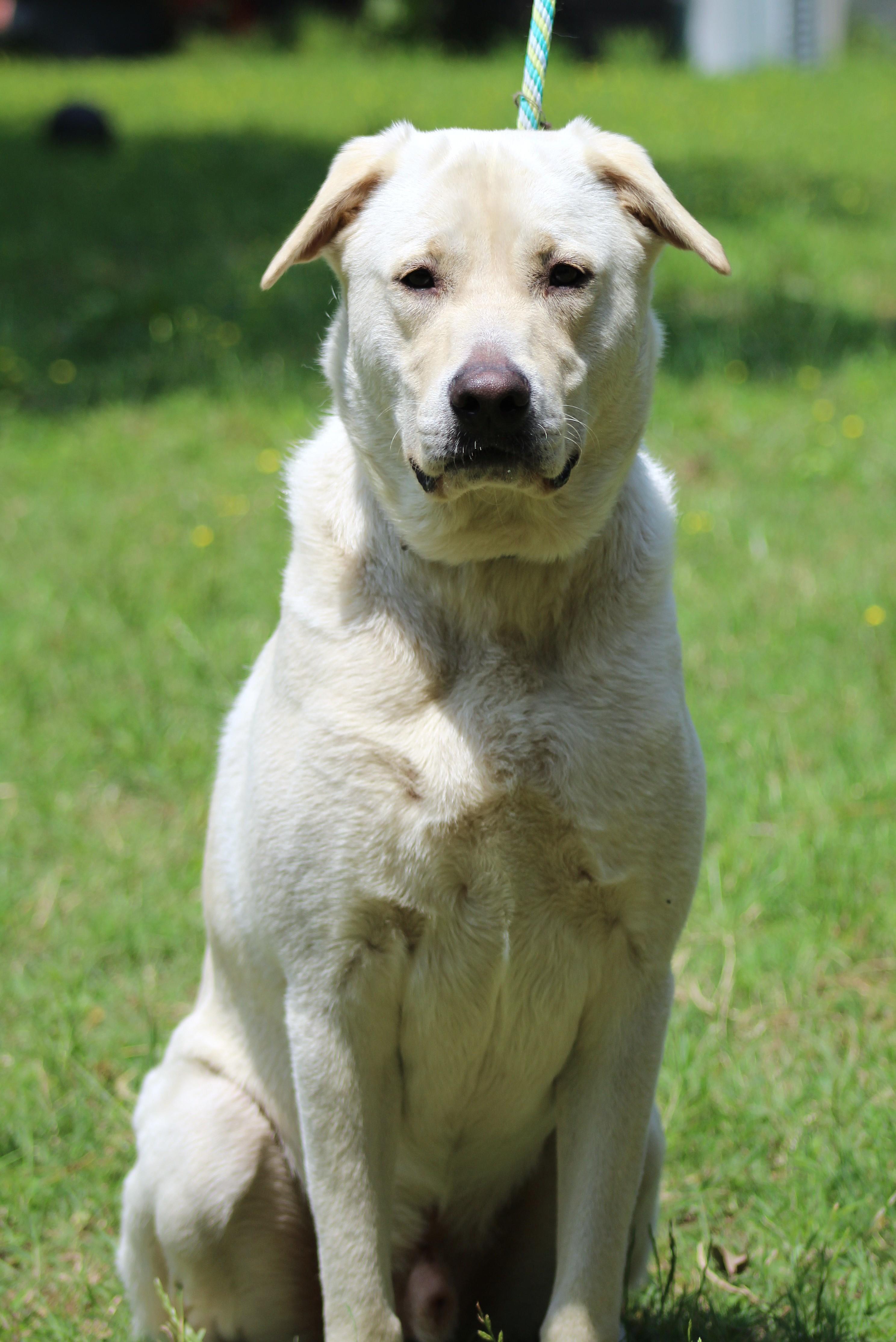 Koda, a Adoptable mixed breed in Clayton, NC image 6/6