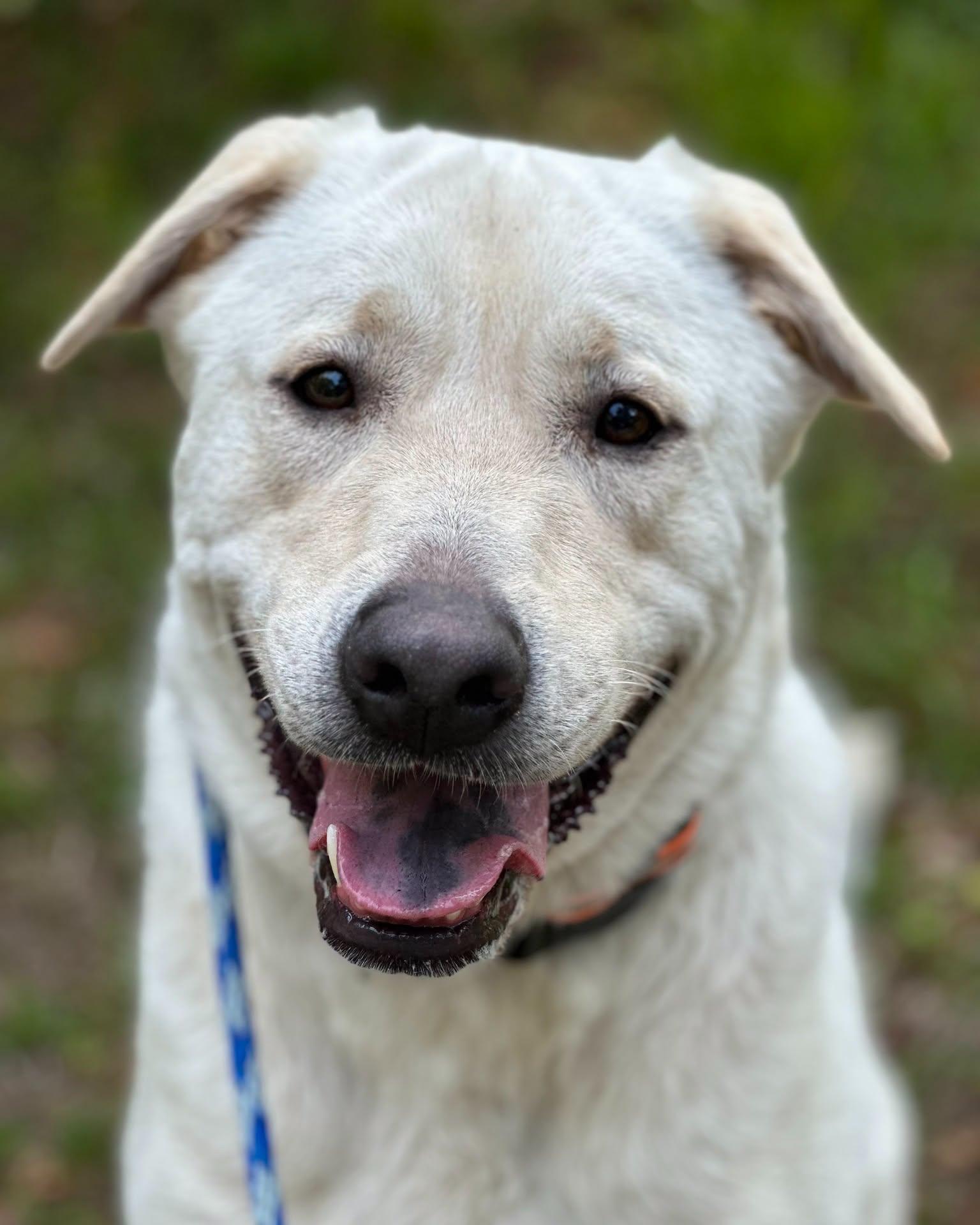 Enlarge Koda - AVAILABLE TO FOSTER OR ADOPT, a Adoptable mixed breed in Clayton, NC image 1/6
