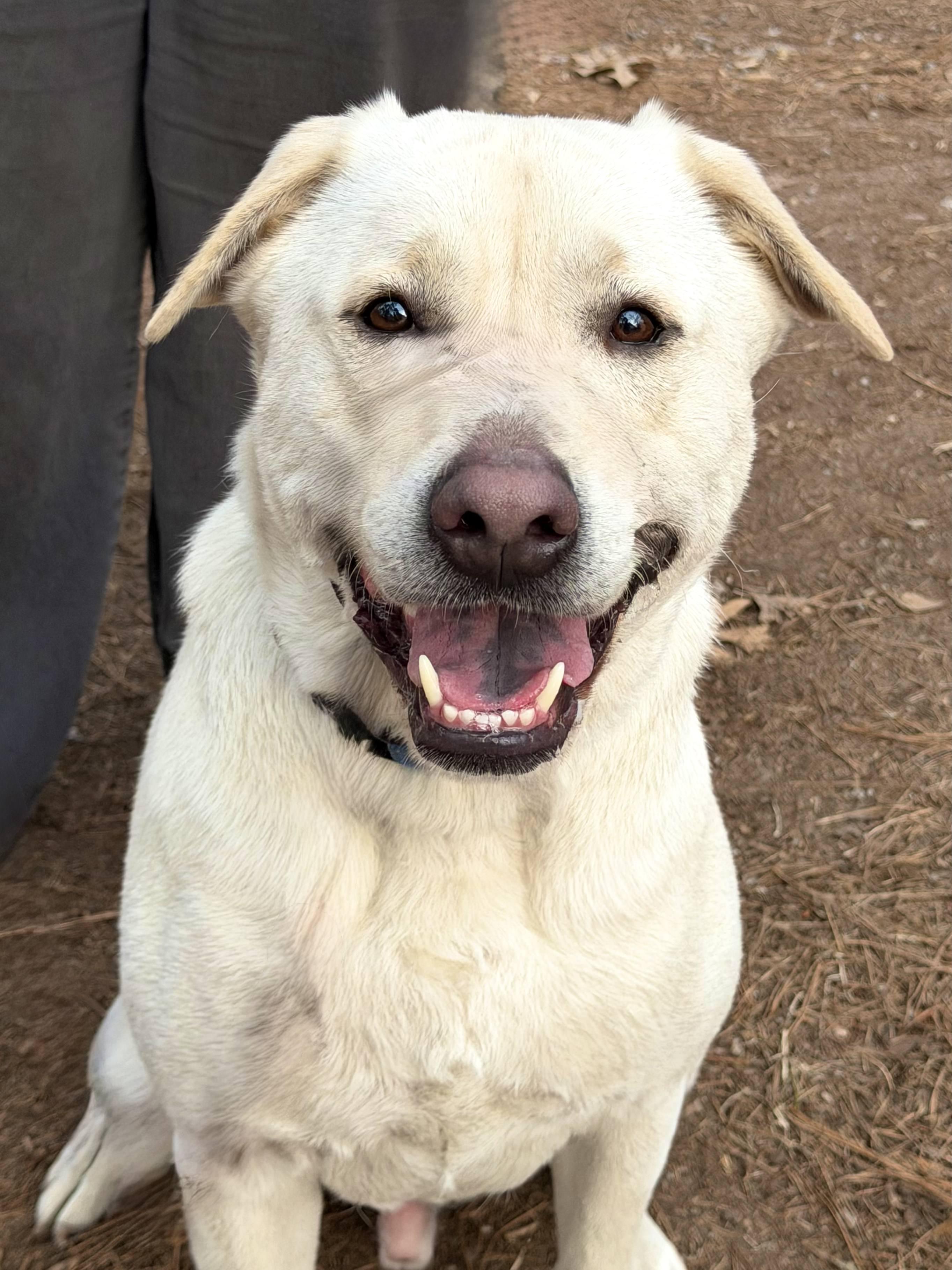 Koda - AVAILABLE TO FOSTER OR ADOPT, Adoptable, Adult Male Labrador Retriever.