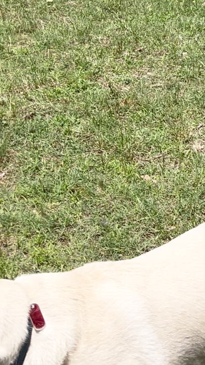 Enlarge Koda, a Adoptable mixed breed in Clayton, NC video 4/6