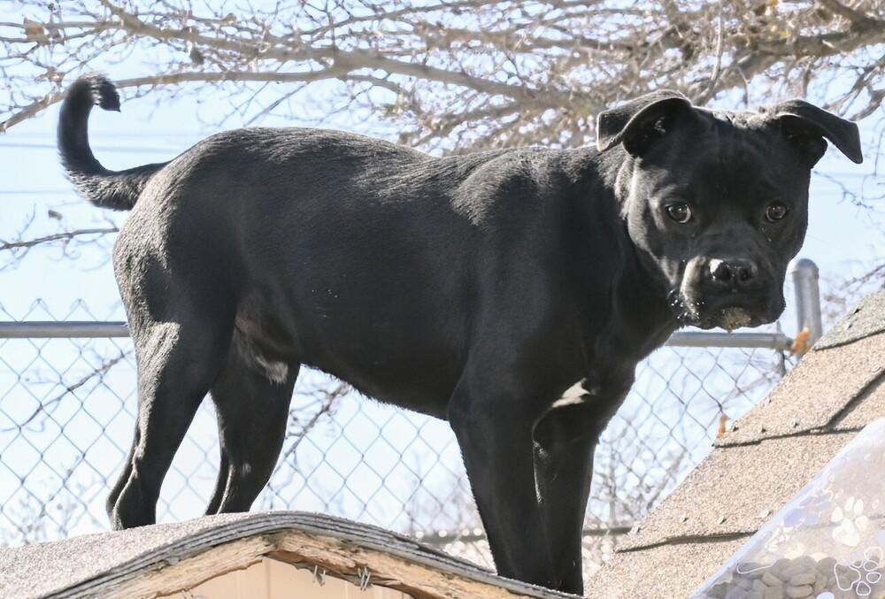 Enlarge Pinto, a Adoptable mixed breed in Albuquerque, NM image 1/2