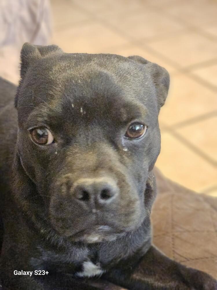 Enlarge Pinto, a Adoptable mixed breed in Albuquerque, NM image 2/2