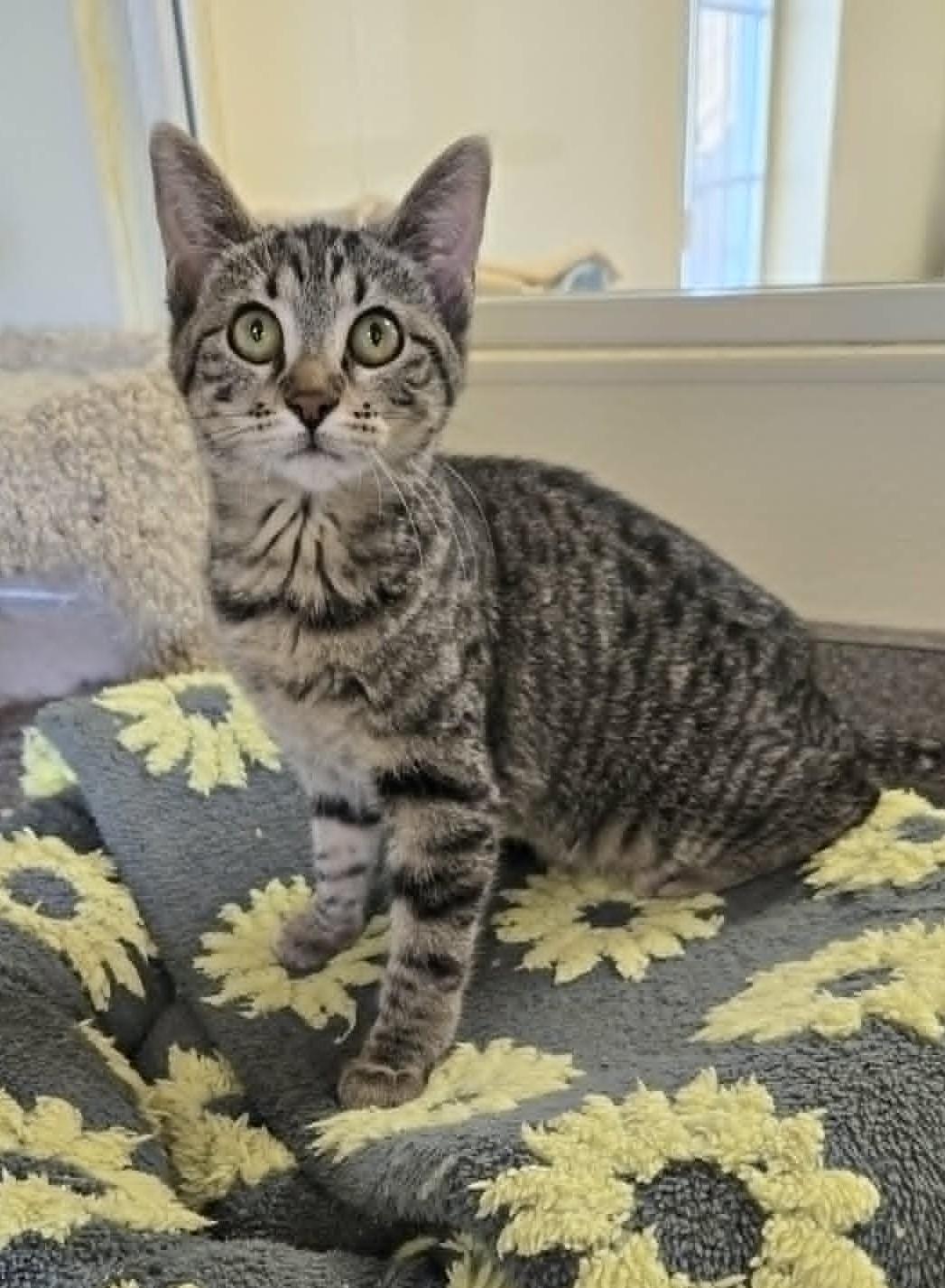 Steely, Adoptable, Young Female Domestic Short Hair.
