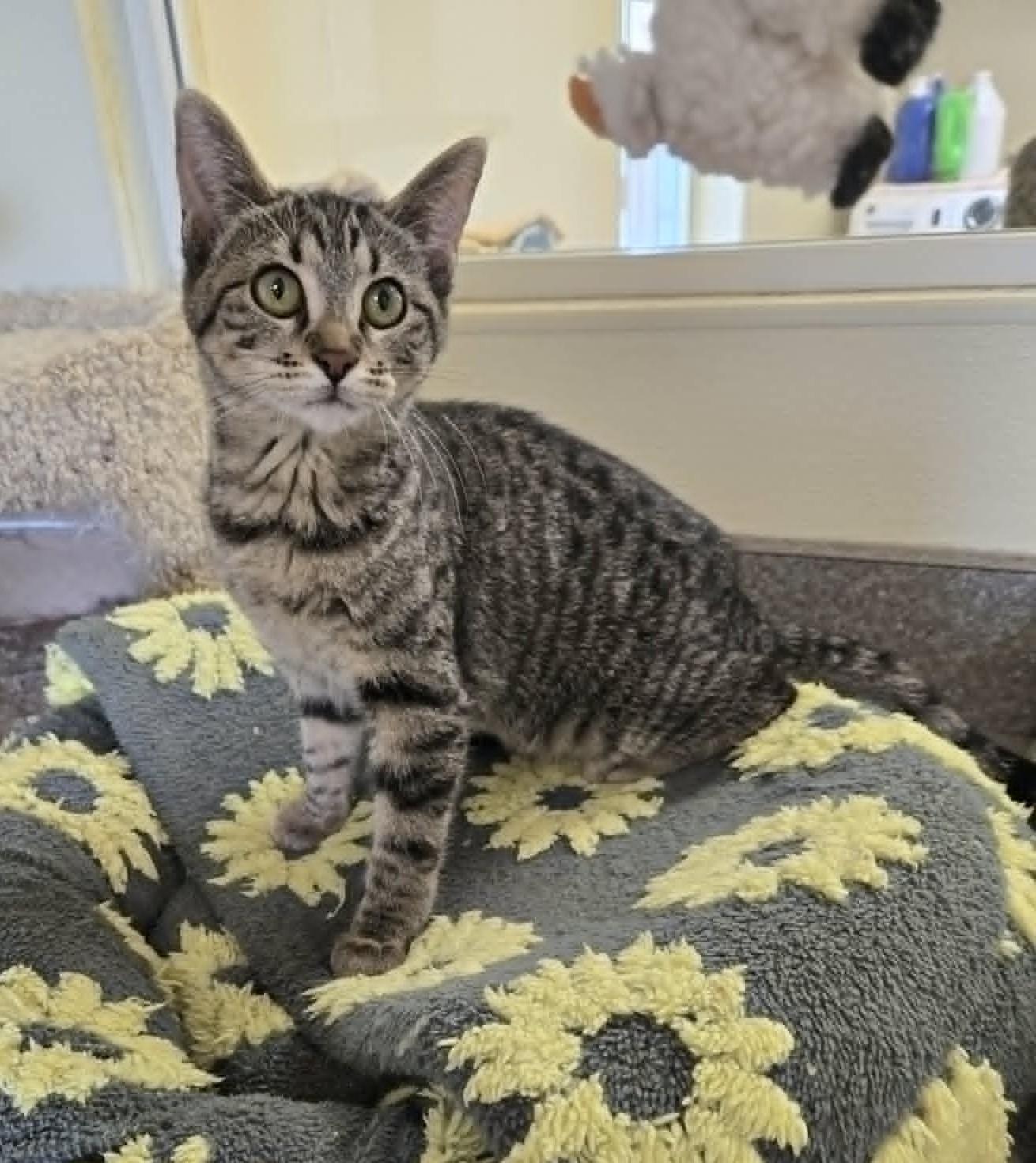 Enlarge Steely, a Adoptable Domestic Short Hair in Larned, KS image 2/2