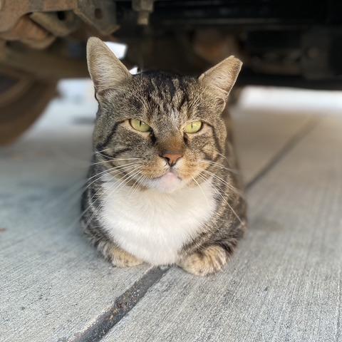 Enlarge Grumpy, a Adoptable Domestic Short Hair in Morgan Hill, CA image 1/6