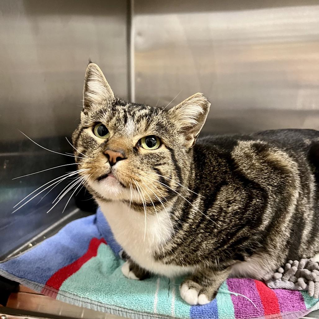 Enlarge Grumpy, a Adoptable Domestic Short Hair in Morgan Hill, CA image 4/6