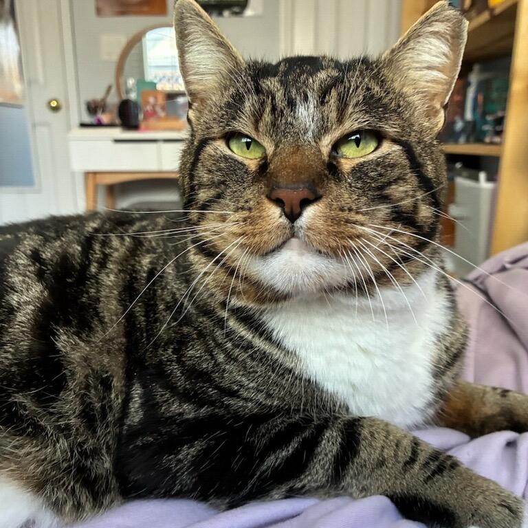 Enlarge Grumpy, a Adoptable Domestic Short Hair in Morgan Hill, CA image 5/6