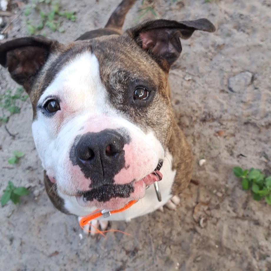 Magnolia, Adoptable, Senior Female Mixed Breed.