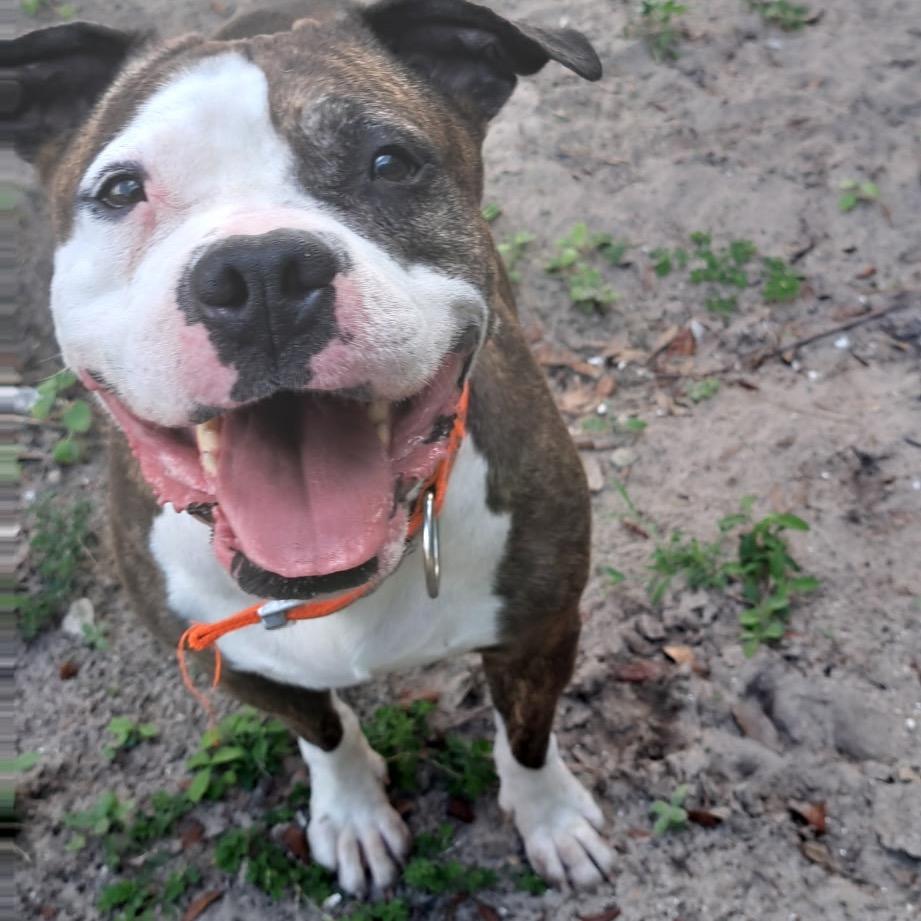 Magnolia, a Adoptable Mixed Breed in Lake Panasoffkee, FL image 2/6