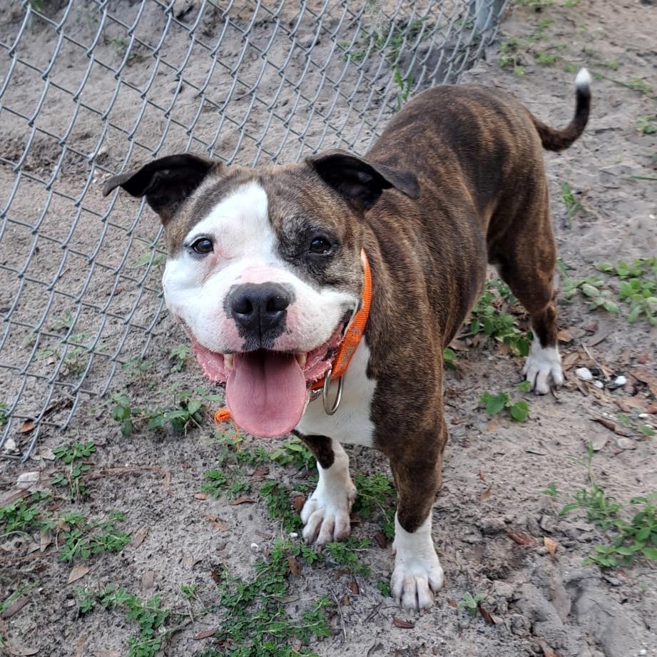 Magnolia, a Adoptable Mixed Breed in Lake Panasoffkee, FL image 3/6