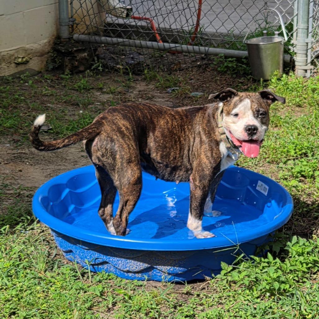 Magnolia, a Adoptable Mixed Breed in Lake Panasoffkee, FL image 4/6