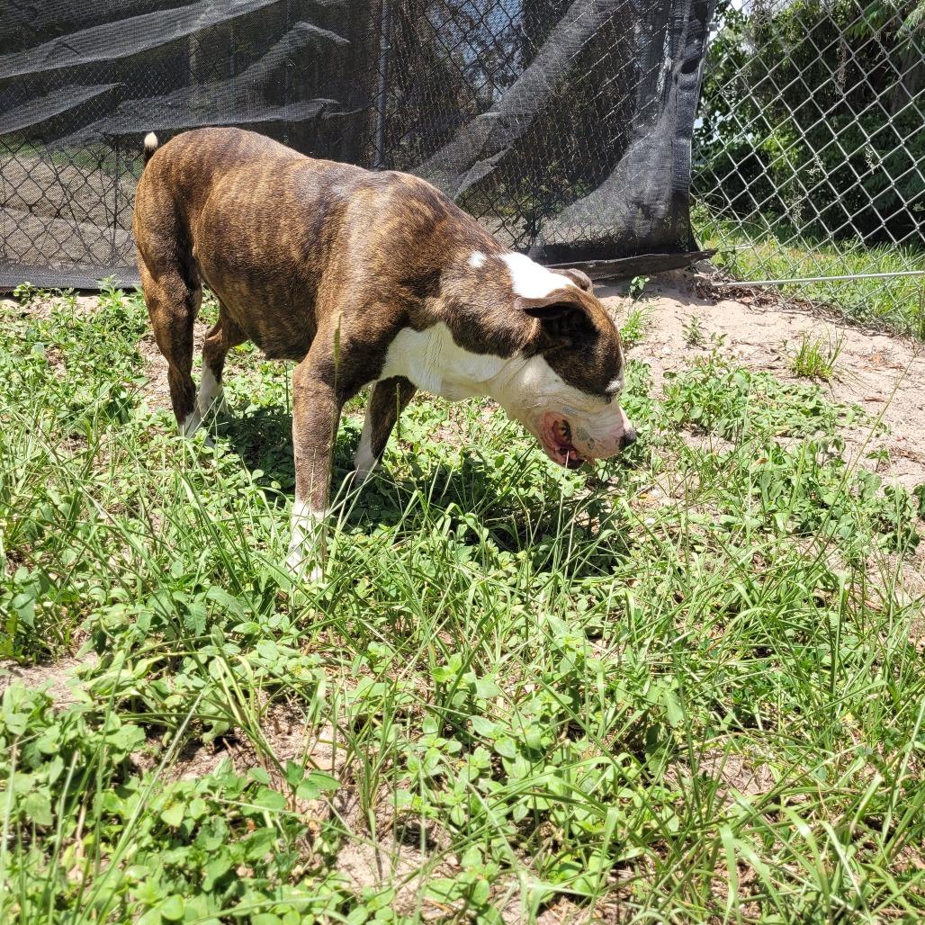Magnolia, a Adoptable Mixed Breed in Lake Panasoffkee, FL image 5/6