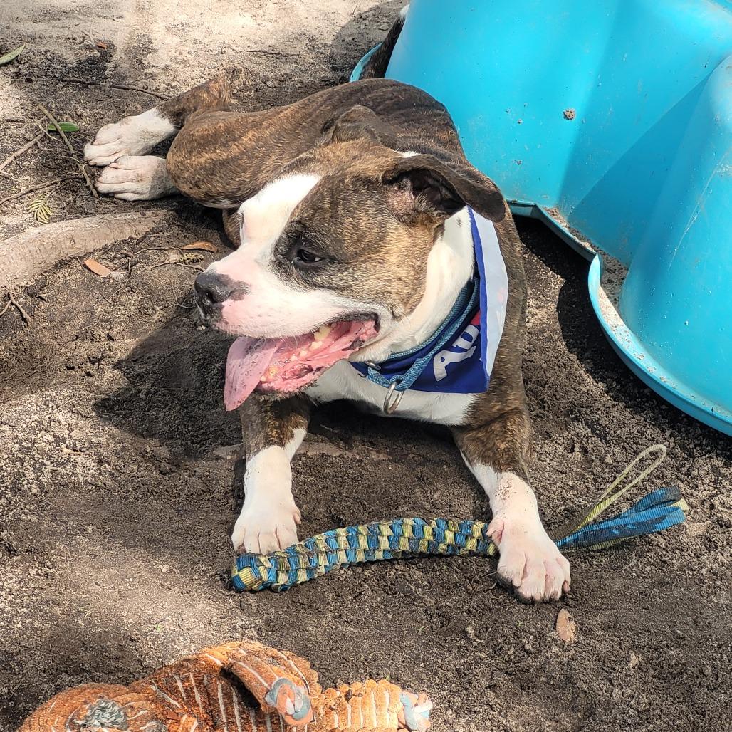 Magnolia, a Adoptable Mixed Breed in Lake Panasoffkee, FL image 6/6