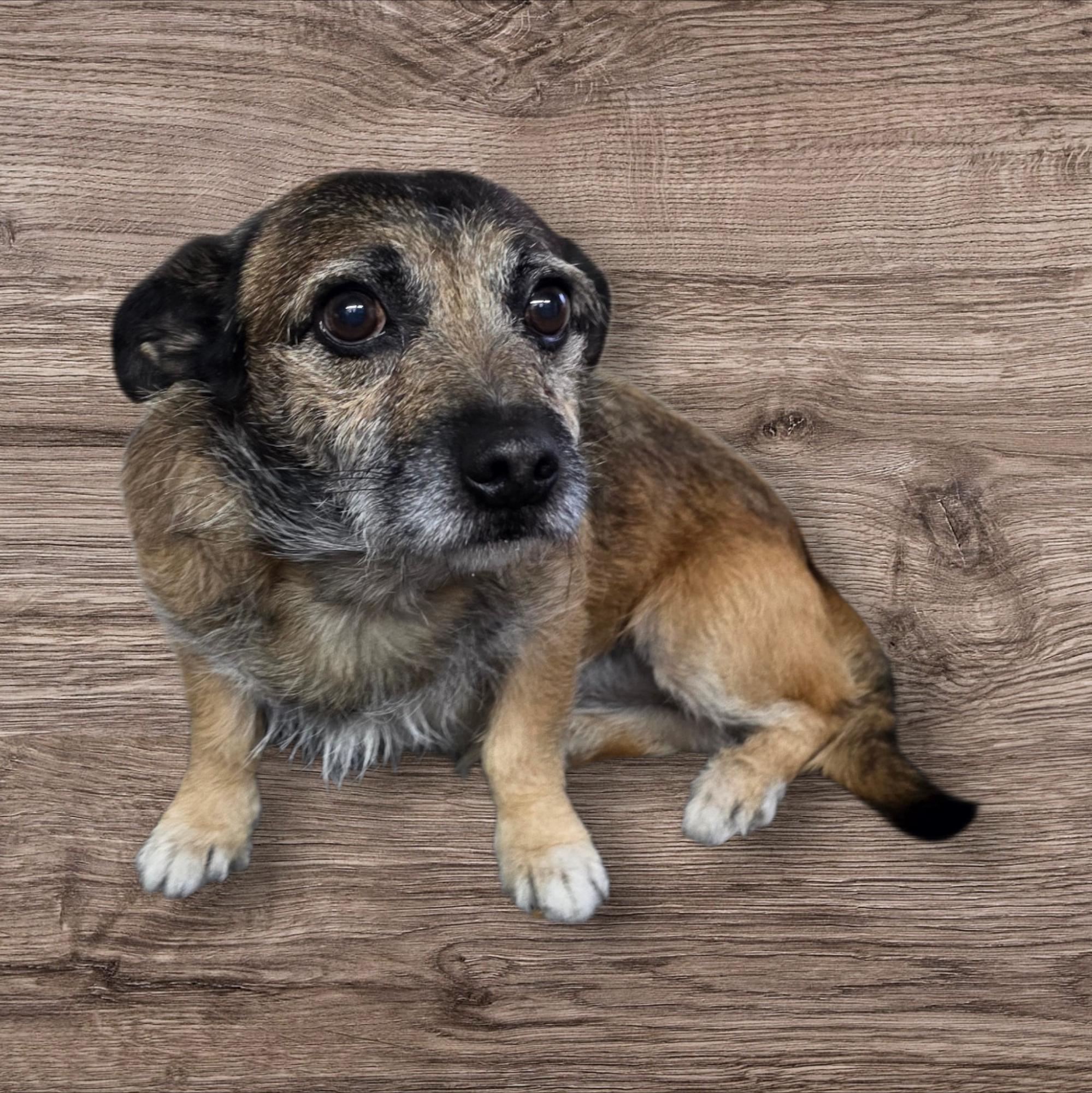 Enlarge Jerky, an adopted mixed breed in Dallas, GA image 2/2