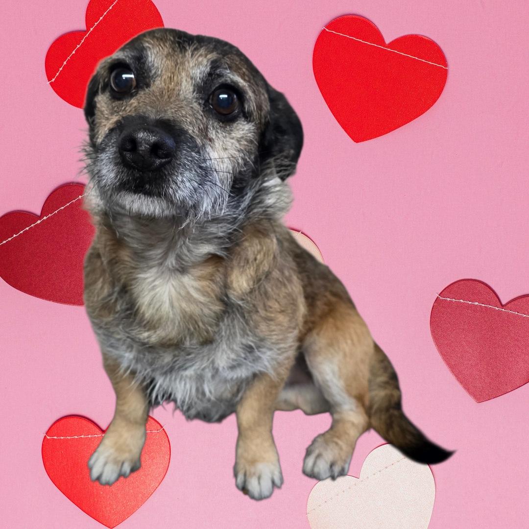 Jerky, ADOPTABLE, Adult Male Terrier & Chihuahua.