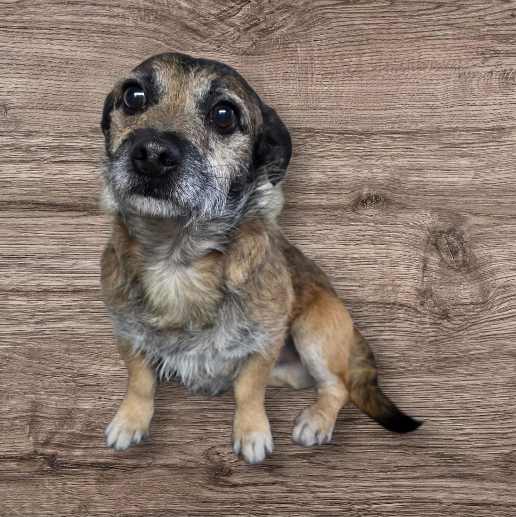Jerky, ADOPTABLE, Adult Male Terrier & Chihuahua.