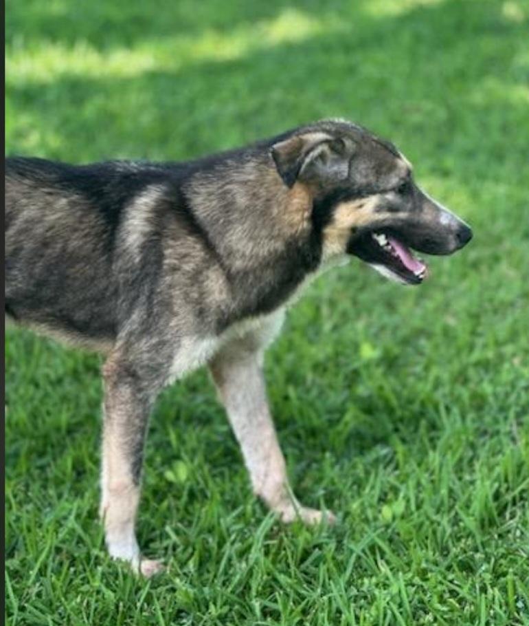 Enlarge Bubba, a Adoptable mixed breed in Shippensburg, PA image 2/3