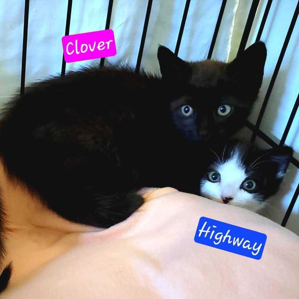 Highway, Adoptable, Kitten Male Domestic Short Hair.