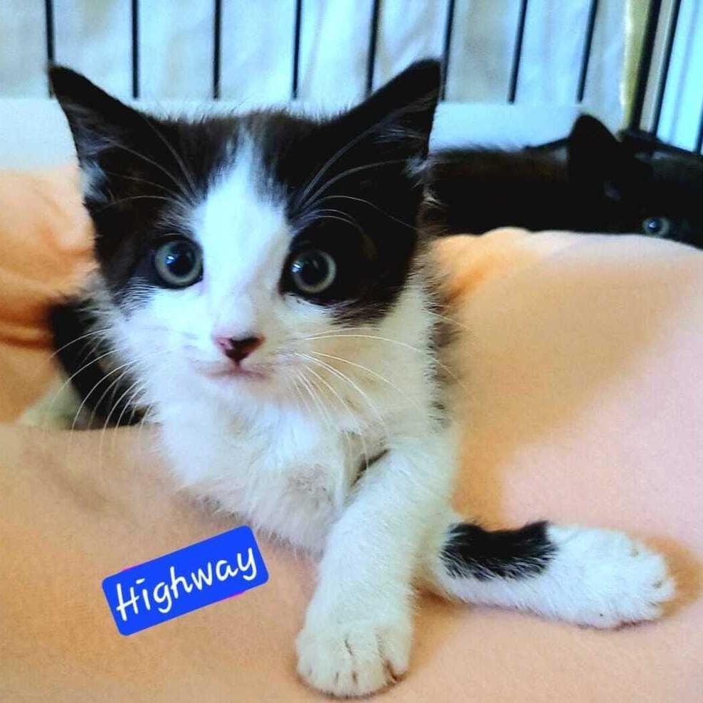 Enlarge Highway, a Adoptable Domestic Short Hair in Jessup, MD image 2/3