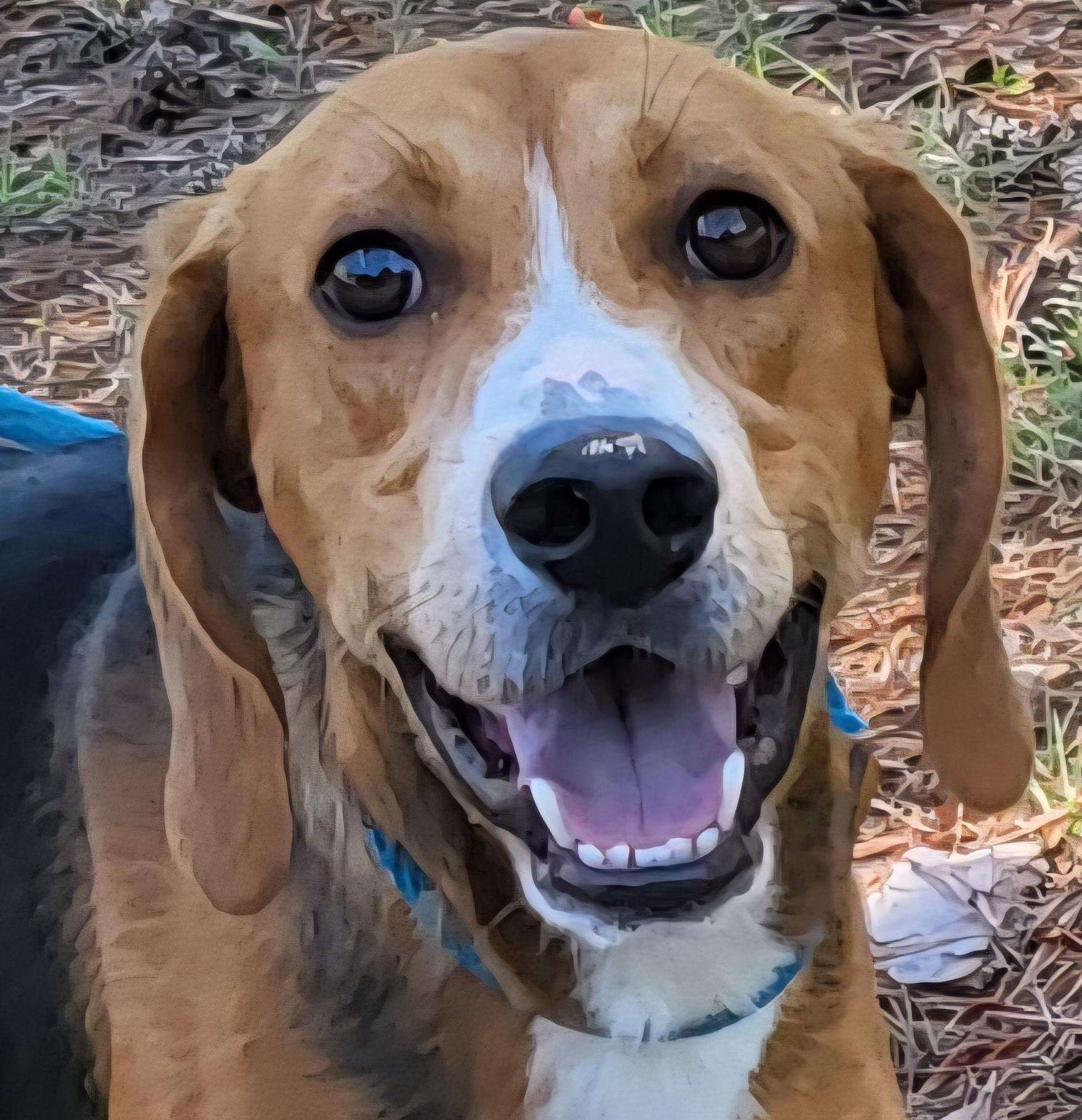 Enlarge BAILEY, a Adoptable American Foxhound in Tappahannock, VA image 1/6