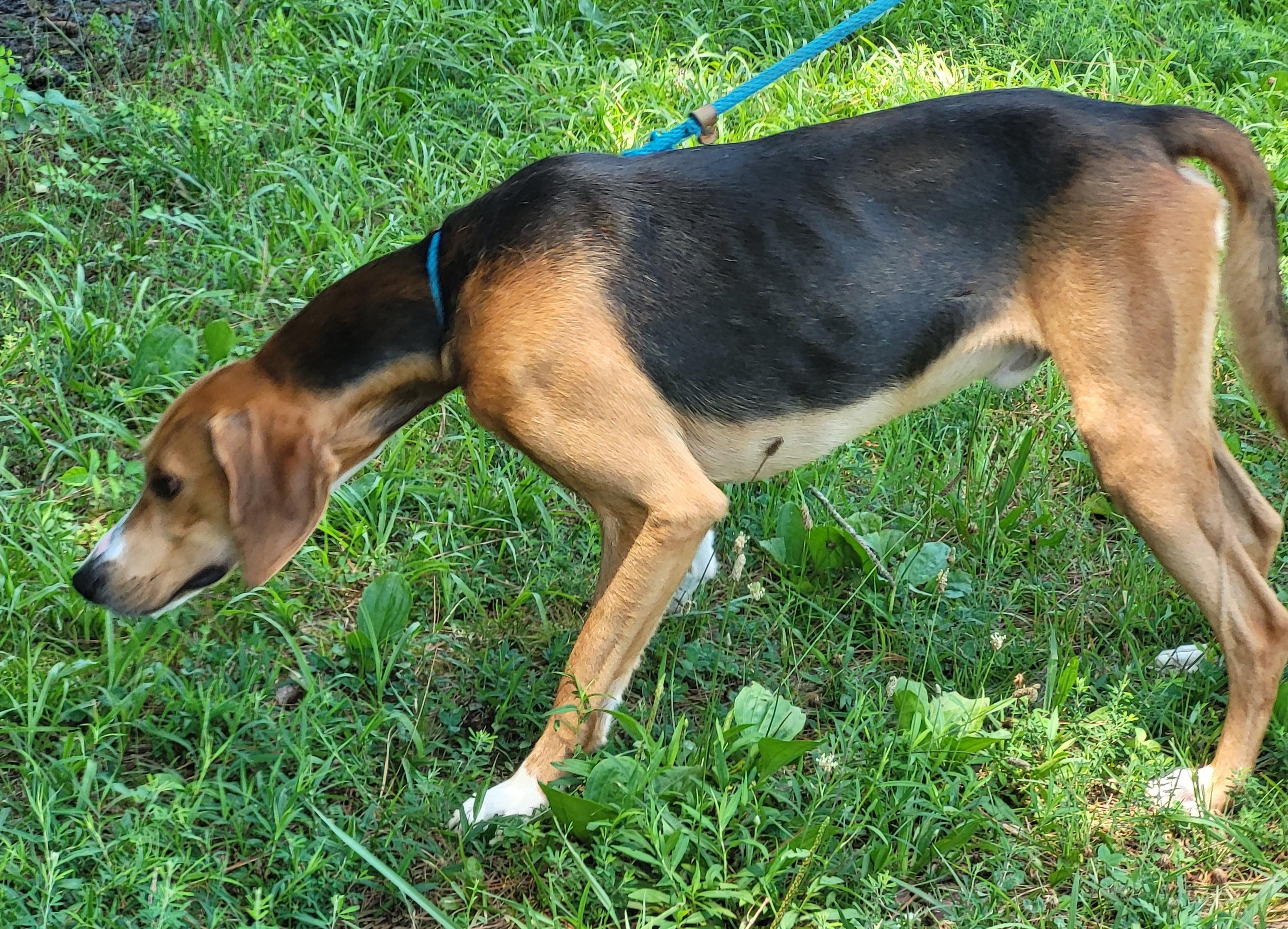 Enlarge BAILEY, a Adoptable American Foxhound in Tappahannock, VA image 2/6