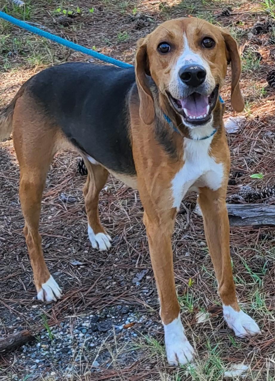Enlarge BAILEY, a Adoptable American Foxhound in Tappahannock, VA image 3/6