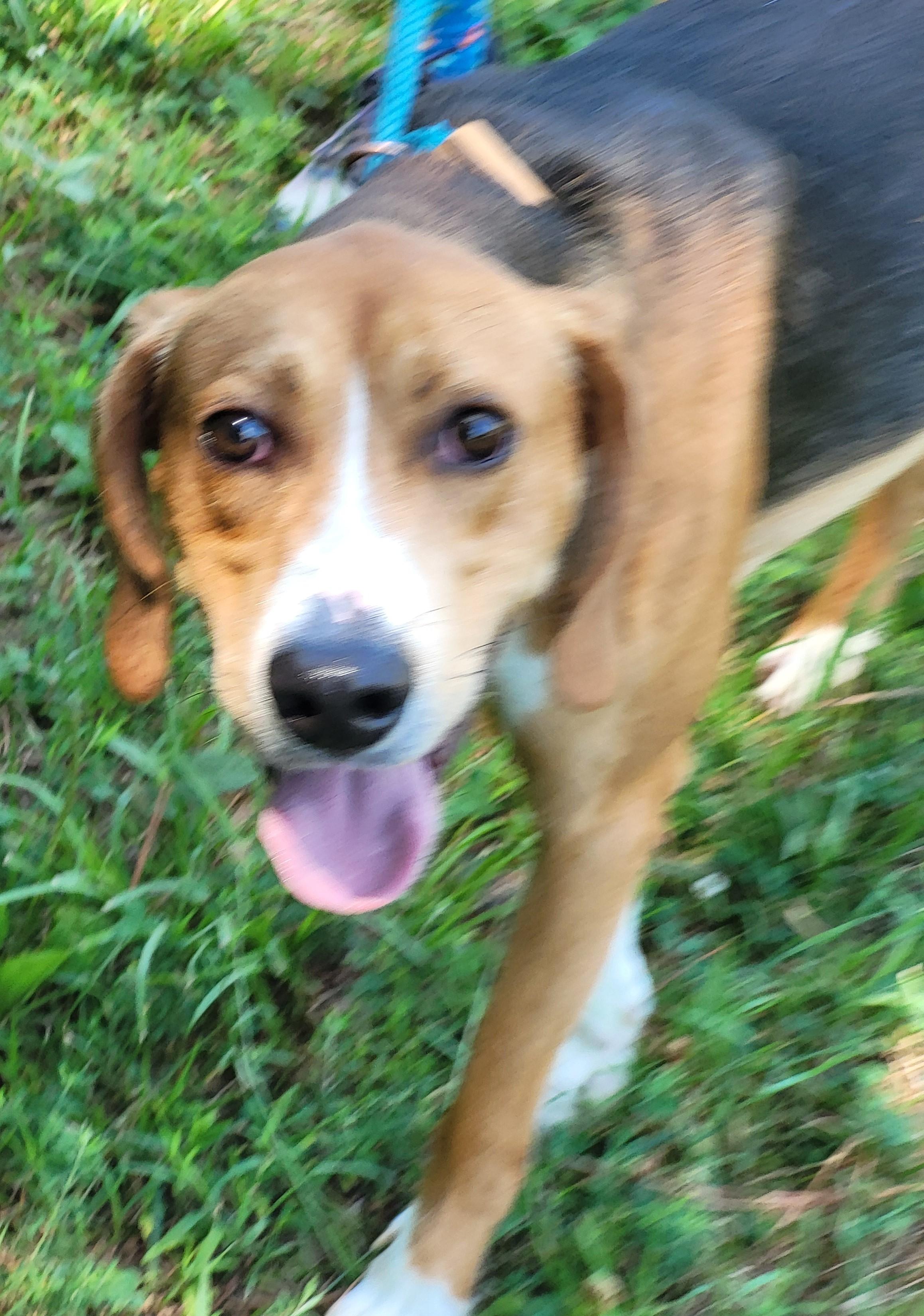 Enlarge BAILEY, a Adoptable American Foxhound in Tappahannock, VA image 5/6