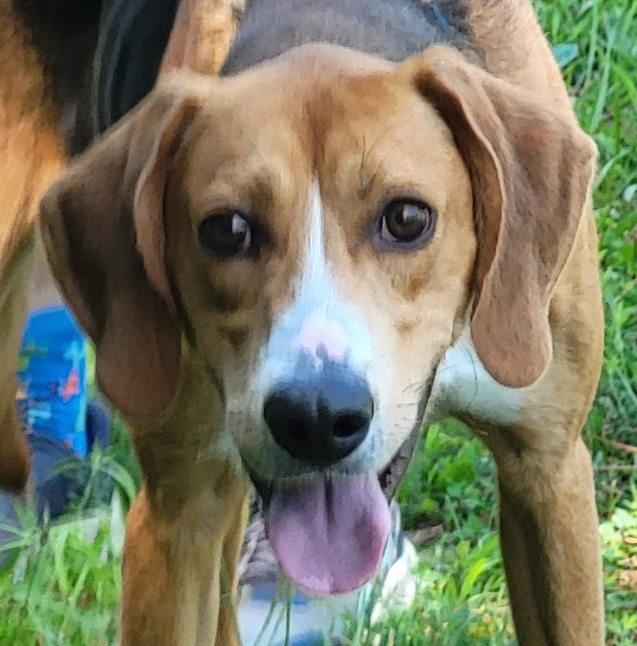Enlarge BAILEY, a Adoptable American Foxhound in Tappahannock, VA image 6/6