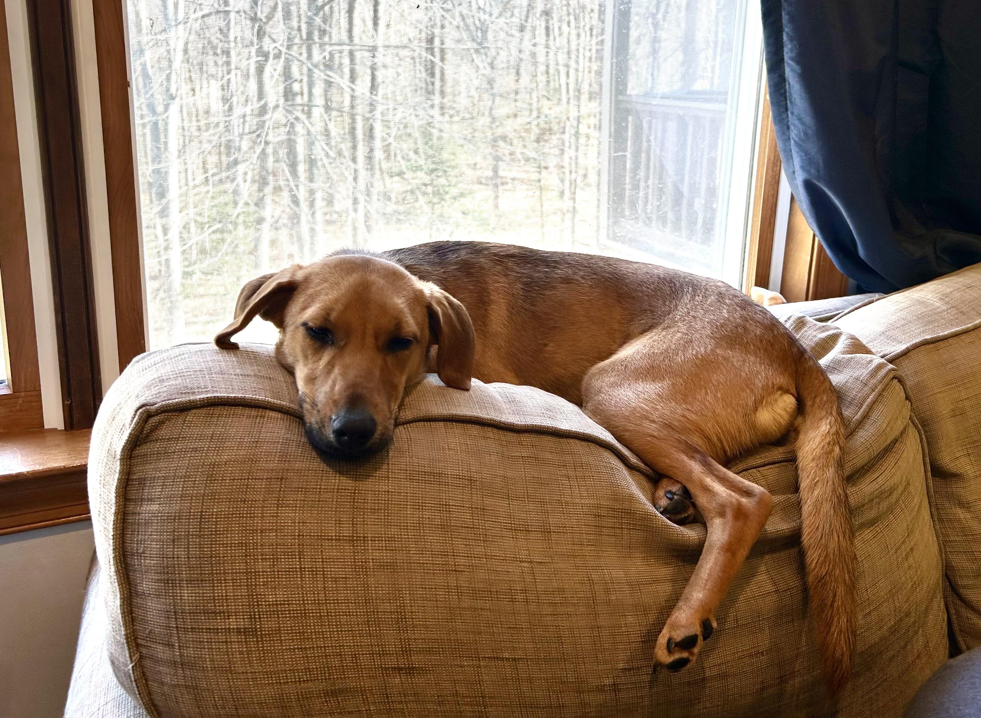 Penelope Louise, Adoptable, Puppy Female Mixed Breed & Dachshund.
