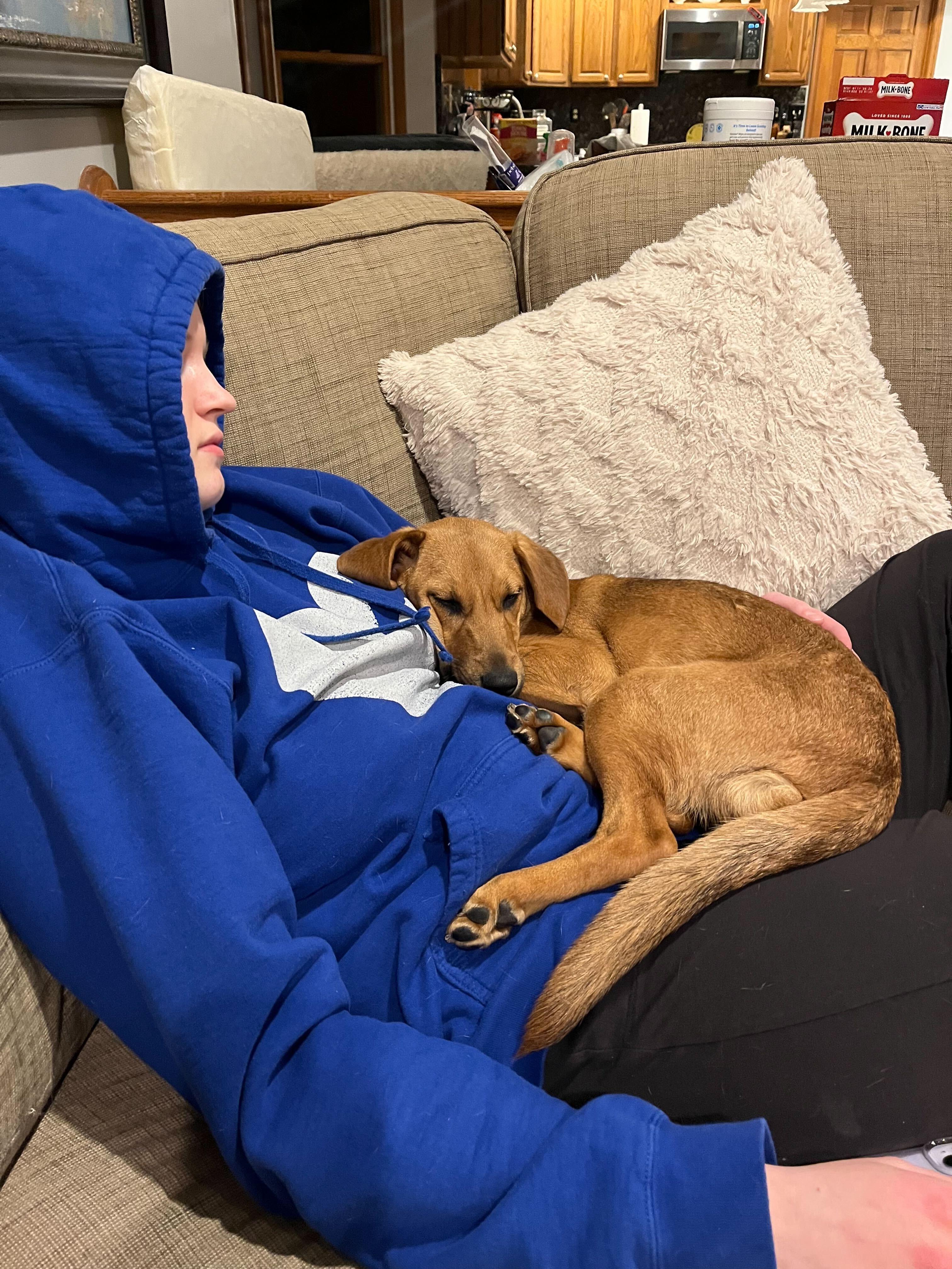 Enlarge Penelope Louise, a Adoptable mixed breed in Fort Belvoir, VA image 3/6