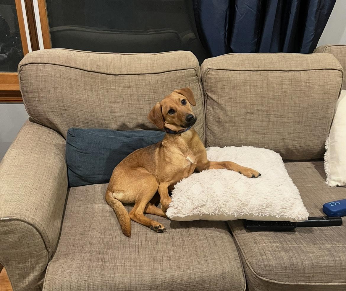 Enlarge Penelope Louise, a Adoptable mixed breed in Fort Belvoir, VA image 6/6