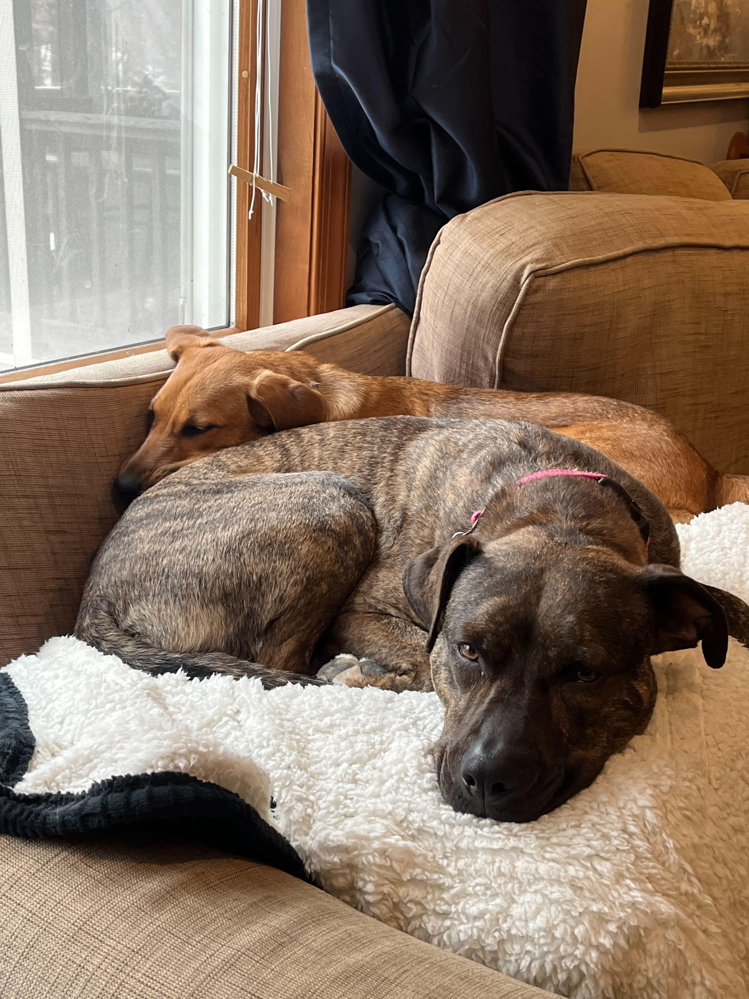 Enlarge Penelope Louise, a Adoptable mixed breed in Fort Belvoir, VA image 4/6