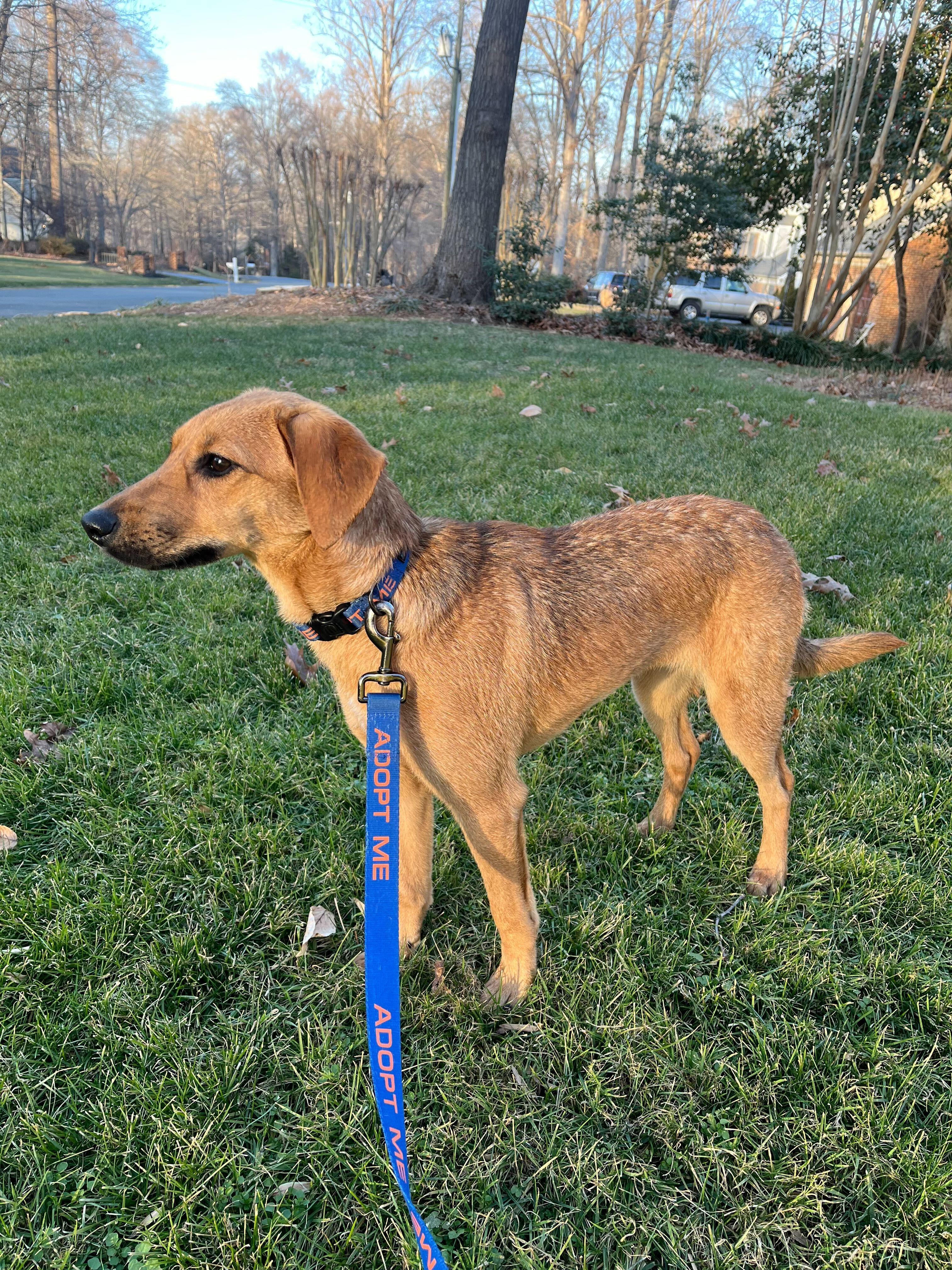Enlarge Penelope Louise, a Adoptable mixed breed in Fort Belvoir, VA image 5/6