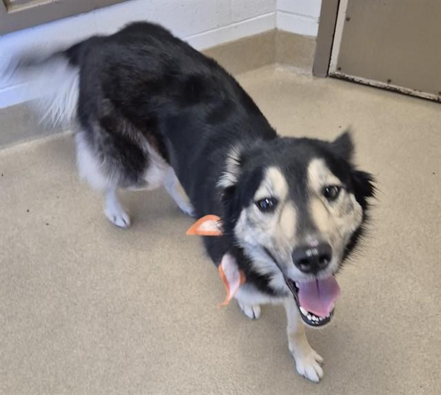ROCKET CROCKETT, Adoptable, Adult Female German Shepherd Dog.