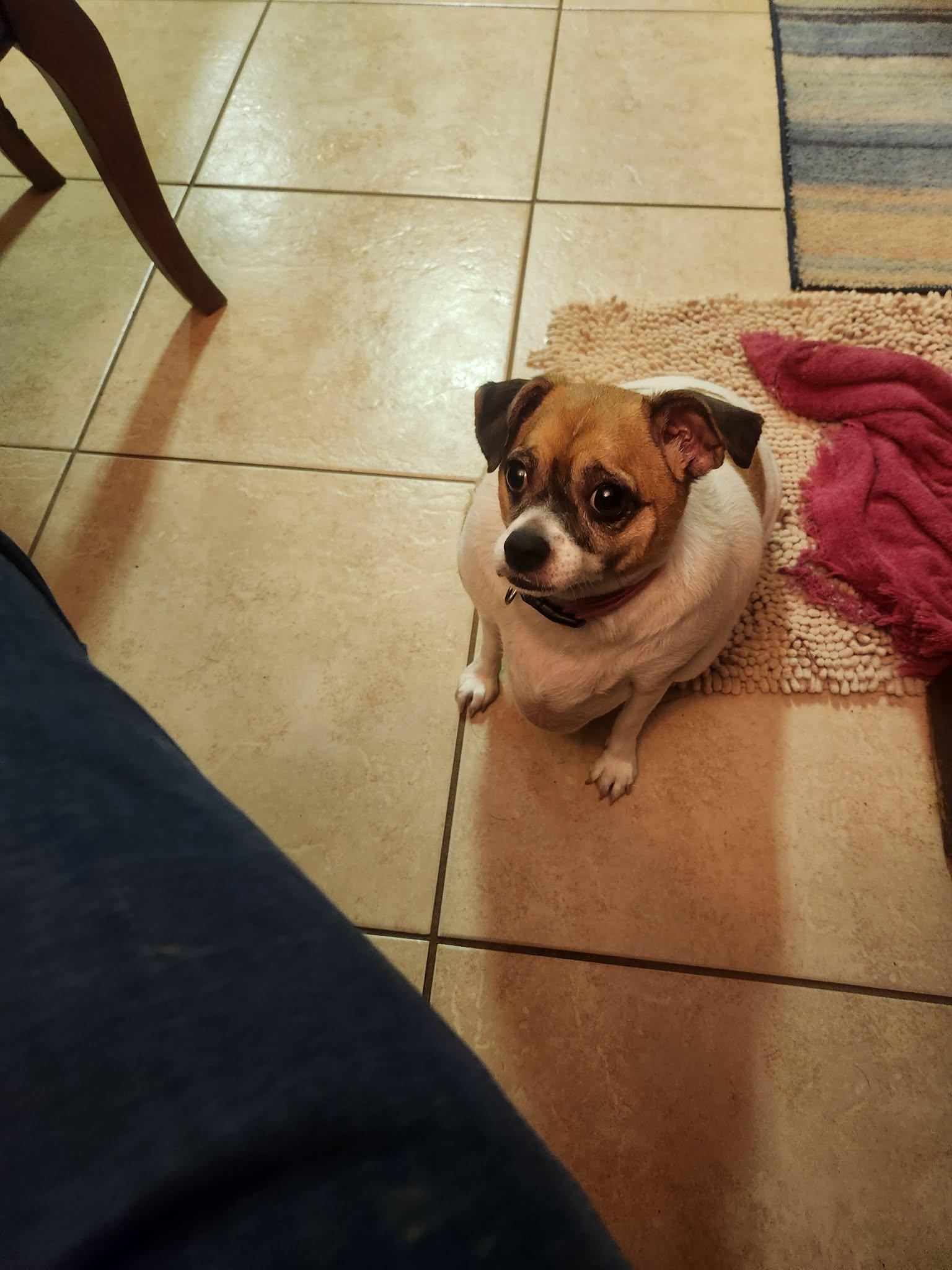 Enlarge Trixie Moore, a Adoptable Chihuahua in Saunderstown, RI image 1/2