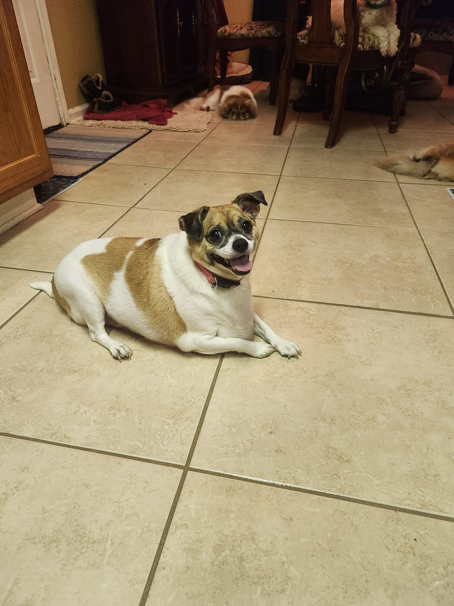 Enlarge Trixie Moore, a Adoptable Chihuahua in Saunderstown, RI image 2/2