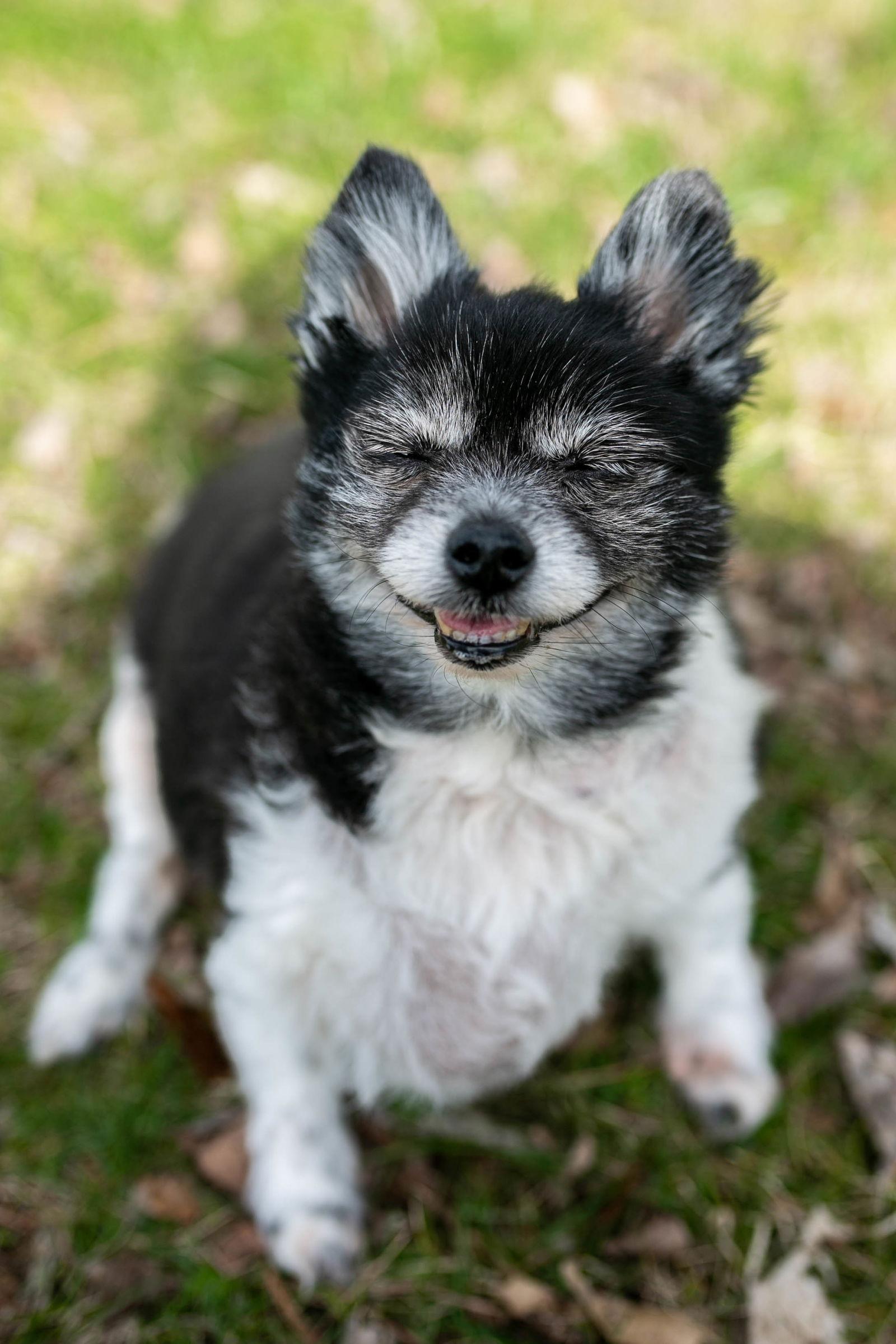 Enlarge Charlie, a Adopted Pomeranian in Nashville, TN image 1/3