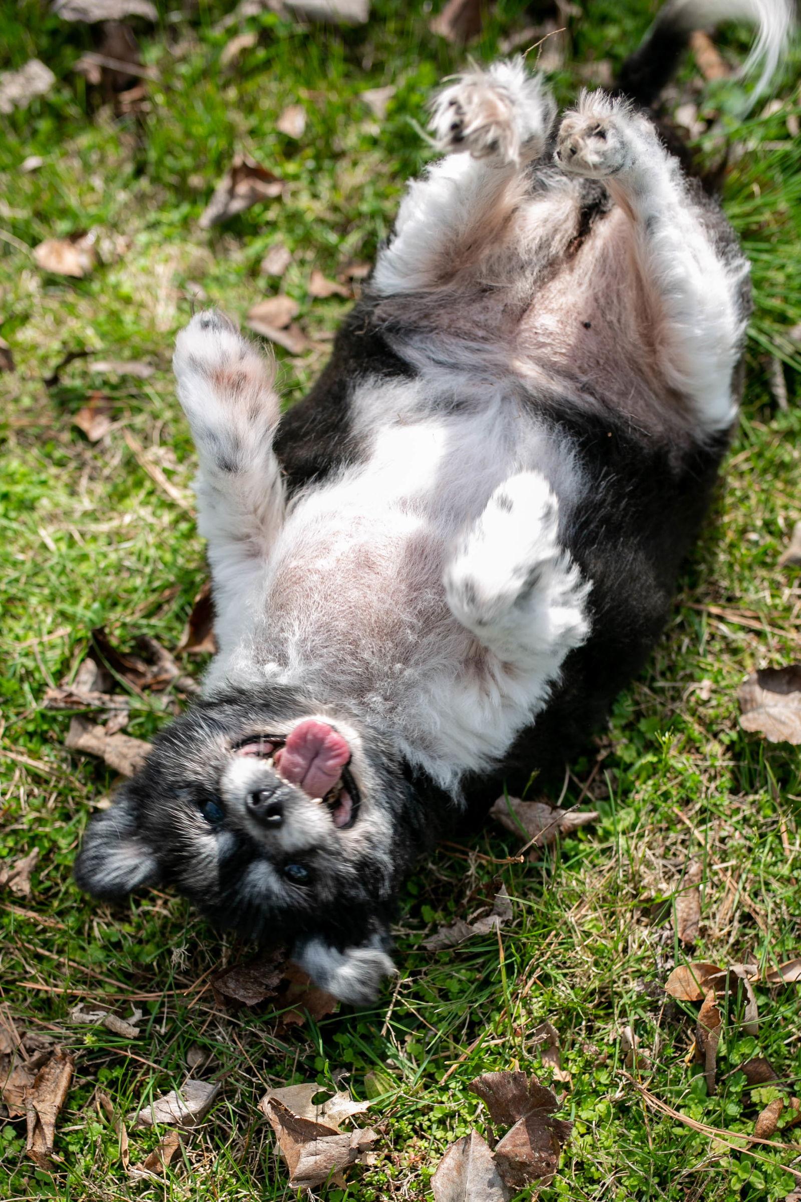 Enlarge Charlie, a Adopted Pomeranian in Nashville, TN image 3/3