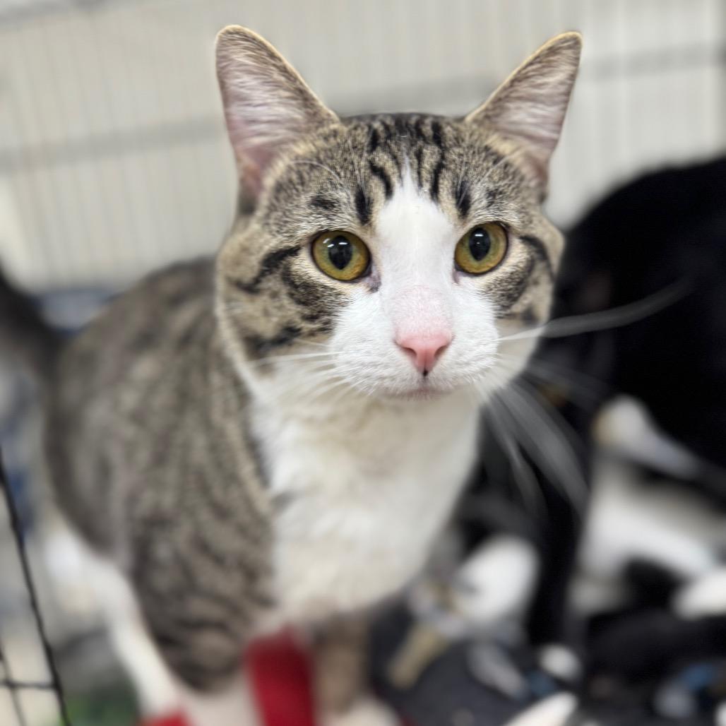 Enlarge Walter, a Adoptable Domestic Short Hair in Redwood Falls, MN image 1/1