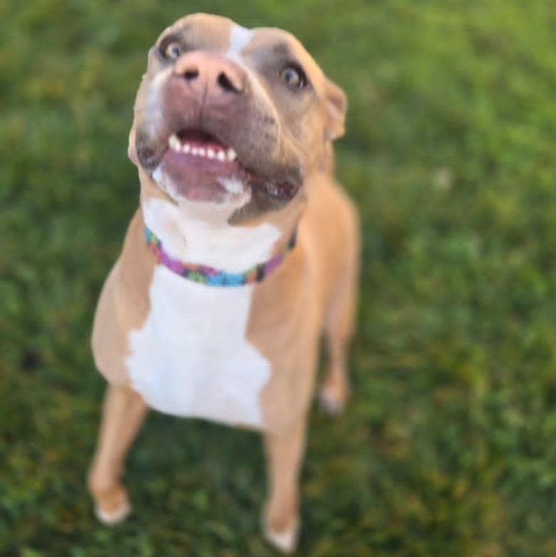 Enlarge Vixon, a ADOPTABLE mixed breed in Whittier, CA image 5/6