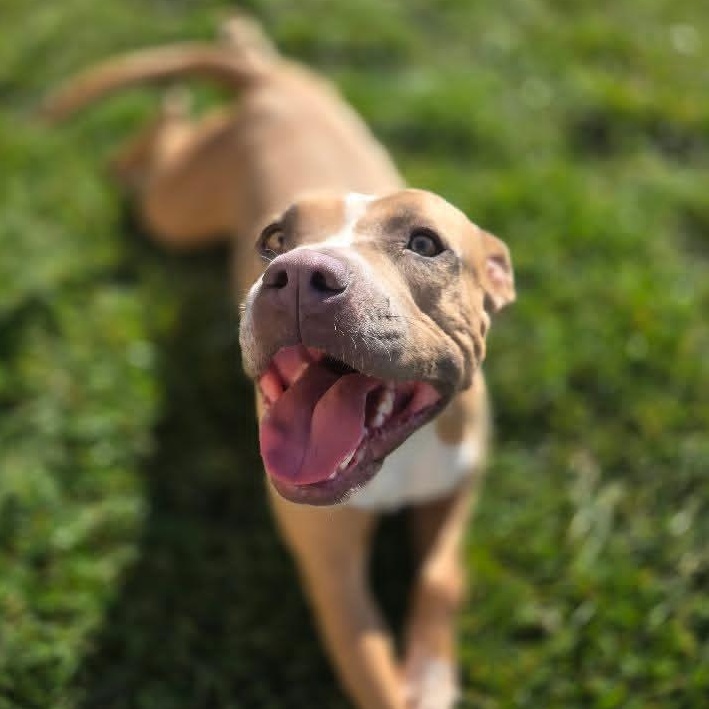 Enlarge Vixon, a ADOPTABLE mixed breed in Whittier, CA image 2/6