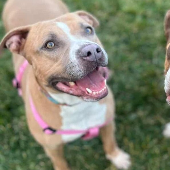Vixon, ADOPTABLE, Young Female American Bully.