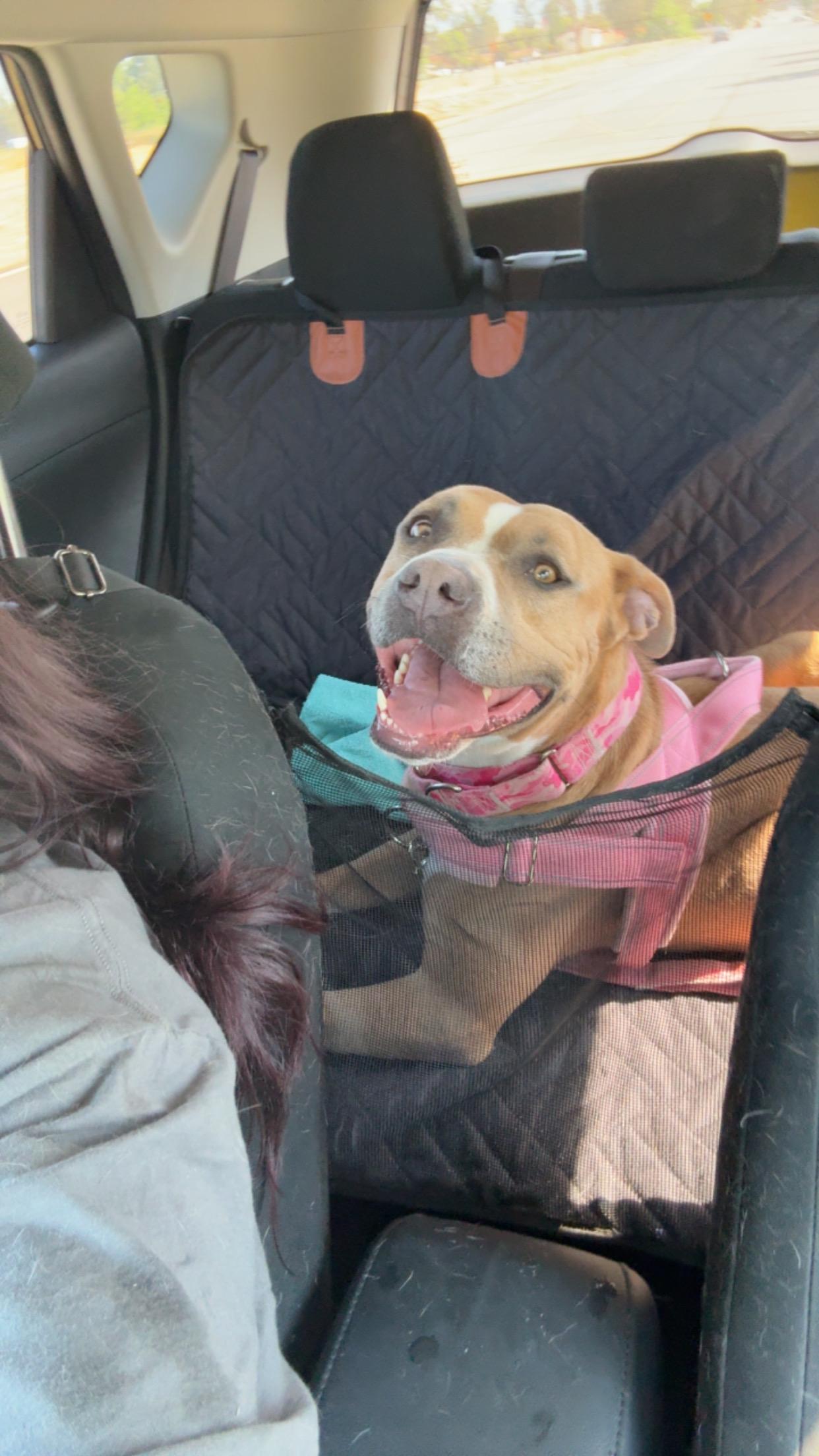 Enlarge Vixon, a ADOPTABLE mixed breed in Whittier, CA image 6/6