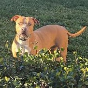 Enlarge Vixon, a ADOPTABLE mixed breed in Whittier, CA image 4/6