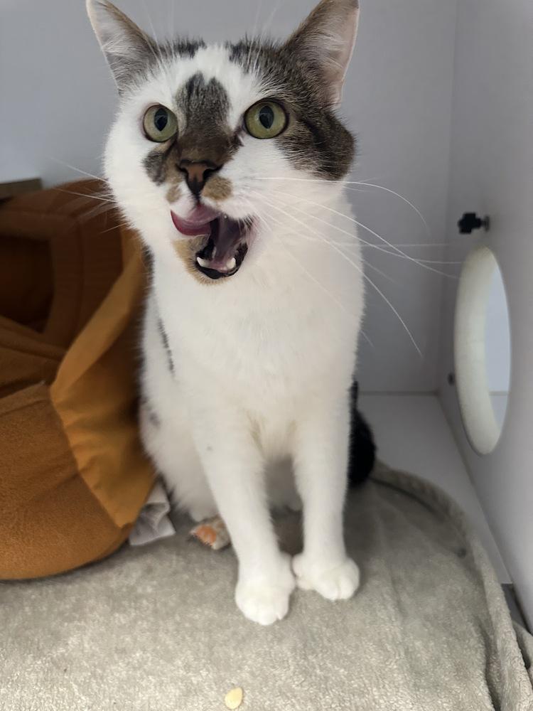 Enlarge Zulu, a Adoptable Domestic Medium Hair in Trenton, ME image 1/1