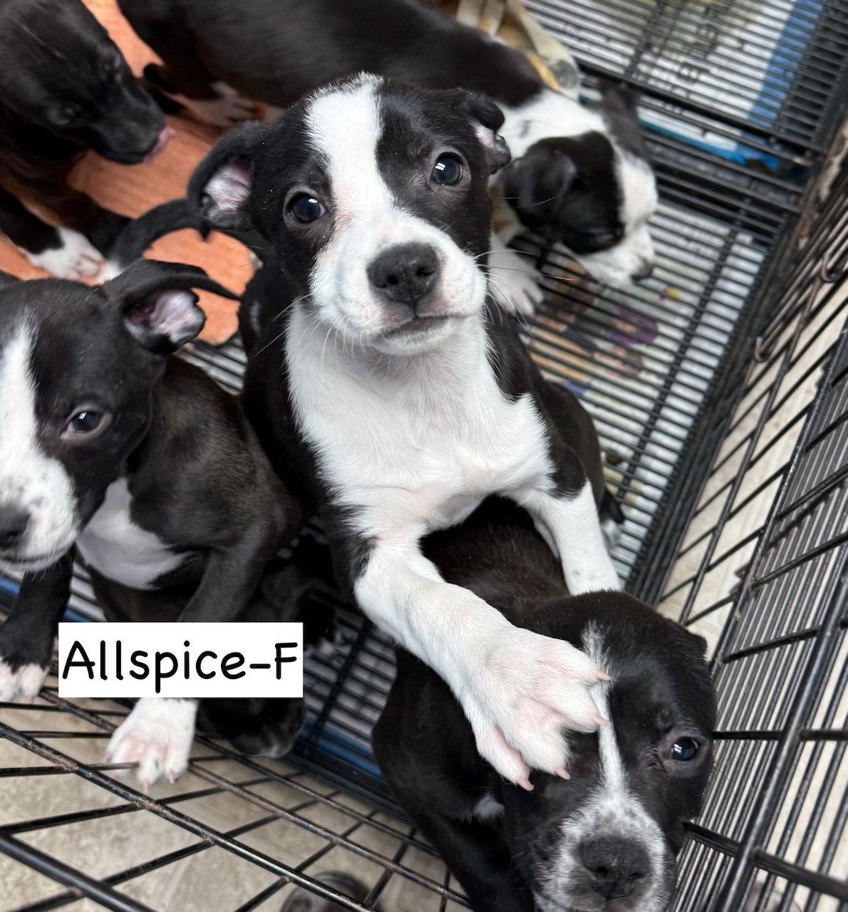 Allspice, Adoptable, Puppy Female Boston Terrier & Pit Bull Terrier.