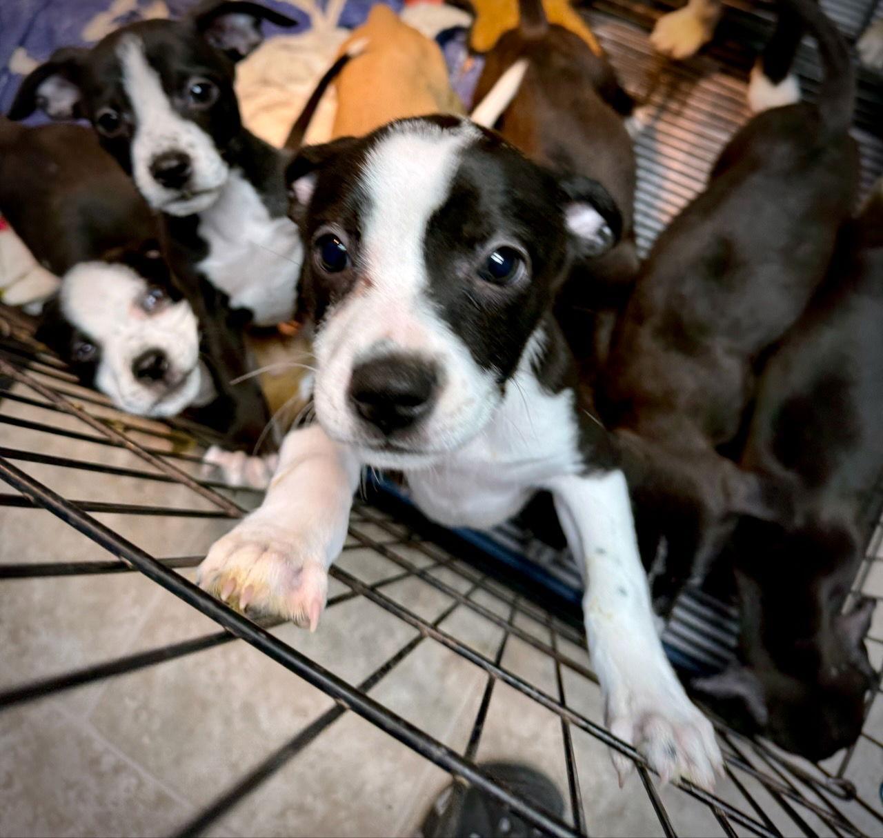 Enlarge Allspice, a Adoptable mixed breed in GILBERTS, IL image 2/3