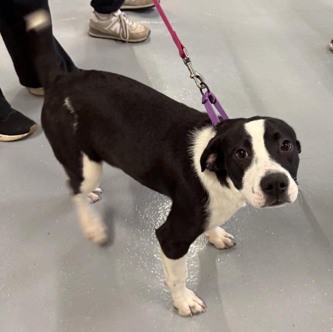 Enlarge Allspice, a Adoptable mixed breed in GILBERTS, IL image 1/3