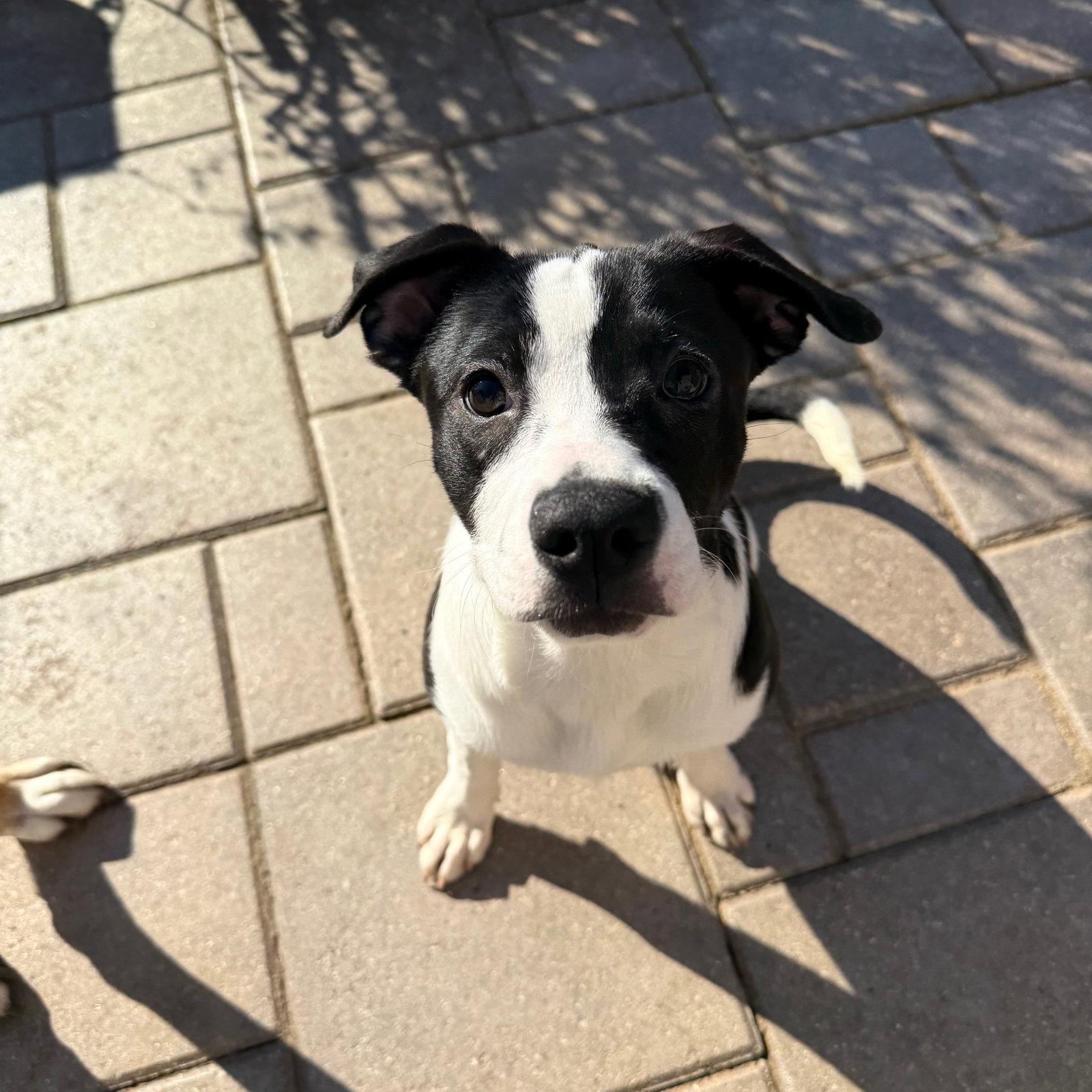 Enlarge Allspice, a Adoptable mixed breed in GILBERTS, IL image 2/3